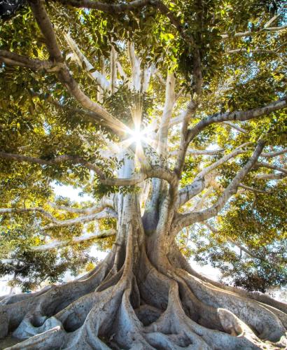strong-tree stark verwurzelter Baum der wertschätzendes Führen zeigt